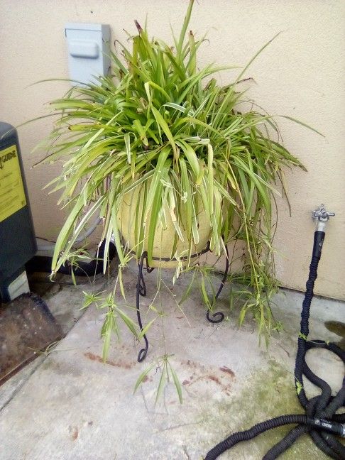 Lg Spider Plant In Nice Pot