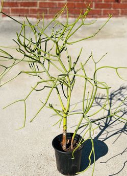 Pencil Cactus Green Plant ( 35 + “ tall including Pot )