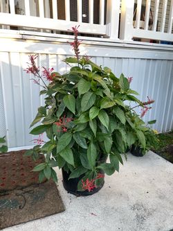 Perennial shrubs for butterflies