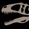 Fossil Collector