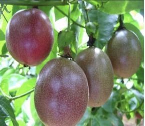 Passion Fruit
