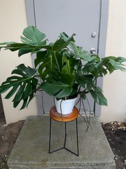 Monstera Deliciosa Swiss Cheese House Plant 10” Pot