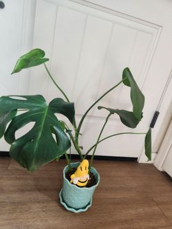 Beautiful Monstera