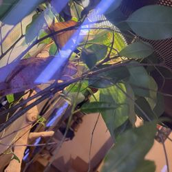 Chameleon With No Tank 