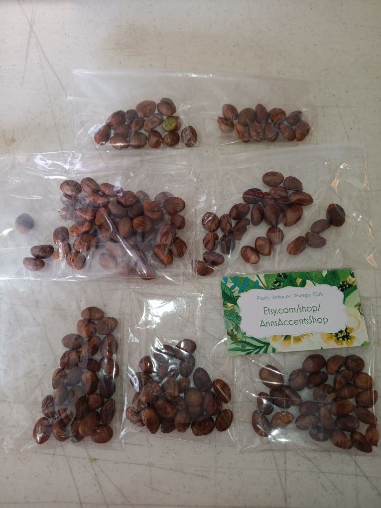 50 Loquat Seeds $5 -Ship $4 - Harvested March 2025