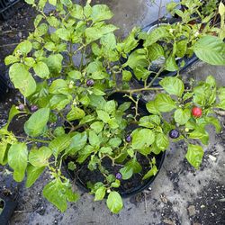 Potted Pepper Plants-Wiri Wiri & Vietnamese Black Pepper Plants