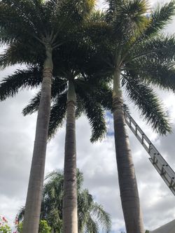 Trim Palm Trees