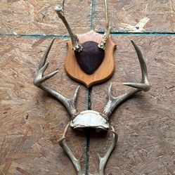 Antlers 