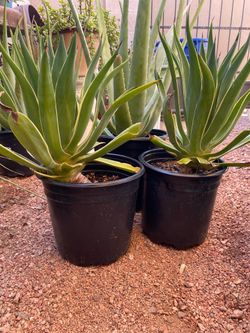 Agave & Aloe Vera