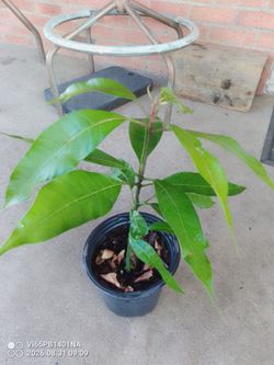 Bonito arbolito de mango  barato $20 Dlls