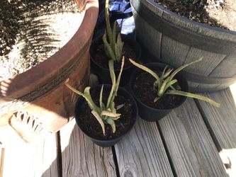 Mini Aloe Vera
