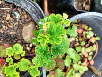 Creeping Evergreen Raspberries Fruiting Ground cover Organicaly Grown