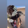 CANE CORSOS 4SELL