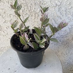 6 Inch Pot Succulent Plant- Tradescantia Fluminensis Lavender Variegata  - Wandering Jew Variegated - Rooted & Established - Drought Resistant - 🪴