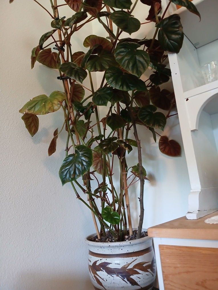 Beautiful Interior Plant 4ft. Aprox.