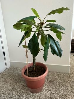 Madagascar Jewel plant
