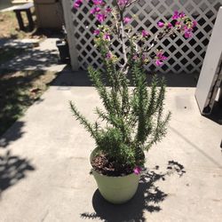 Plants For Sale