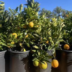 5 Gallon Size- Fruiting Age- Citrus Trees 