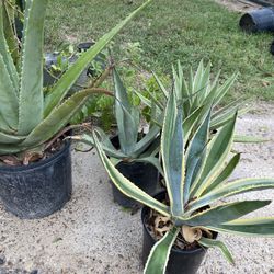 Diferentes Plantas Clases