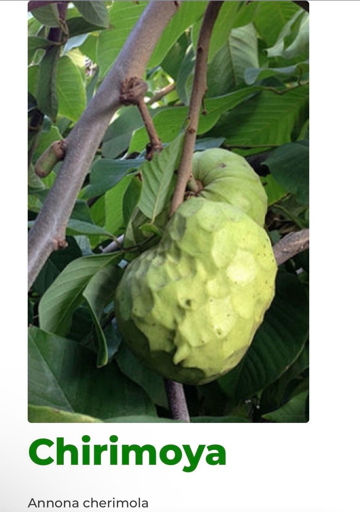 Chirimoya Tree