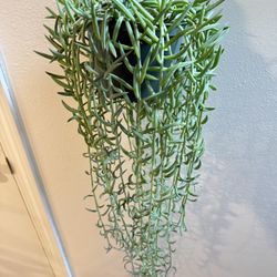 Houseplant Succulents String Of Hooks 5”