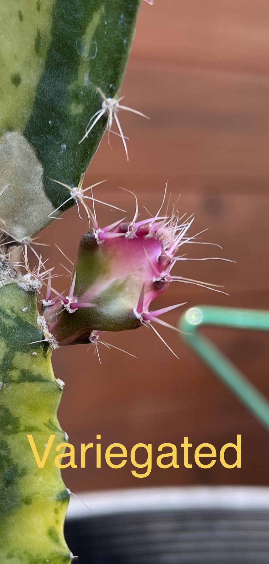 Dragon Fruit Plant for Sale in Sacramento, CA OfferUp