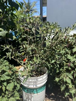 Chili Plant