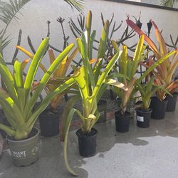 Bromeliads