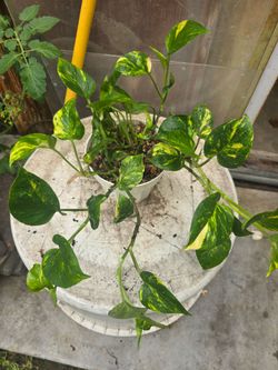 Teruno Pothos bumpy leave