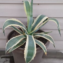 Agave Variegata Plant 🪴 