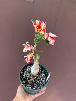 6” desert rose