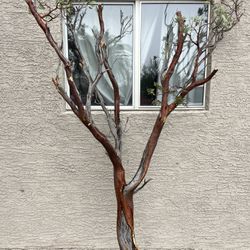 Natural Manzanita Tree