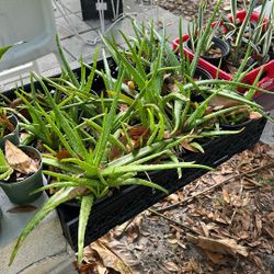 Aloes 