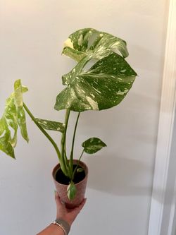 Monstera Thai Constellation for Sale