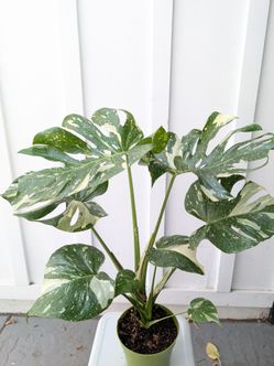 Monstera Thai Constellation Plant 6" Pot - Indoor House Plants