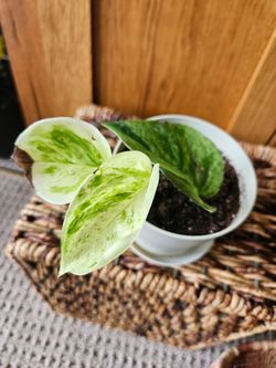 Manjula Pothos  (Cream pot-B)