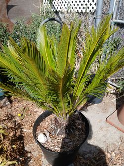Sage palm