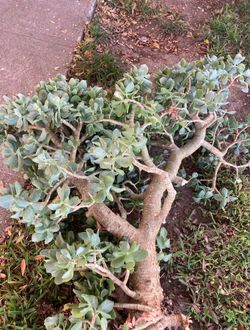 FREE RIBBON SUCCULENT PLANT