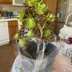 Beautiful Beach Crest Green Plant