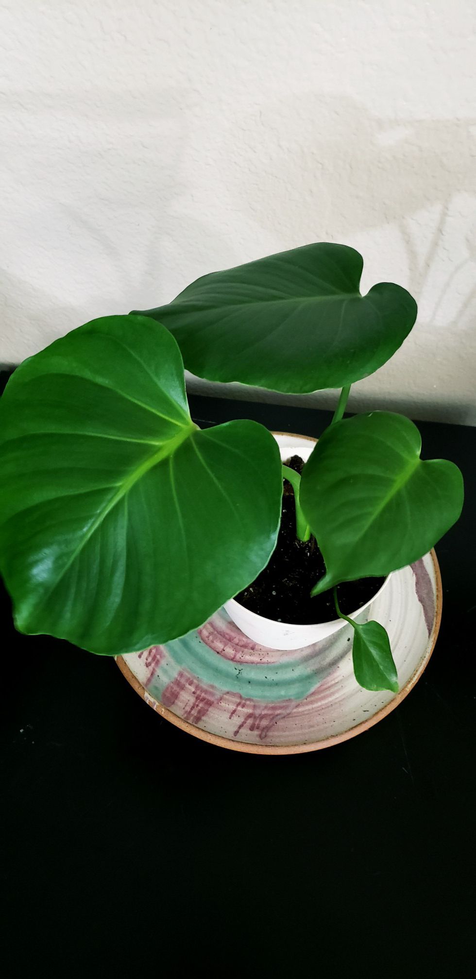 Live baby monstrea deliciosa plant in 6 inch diameter pot