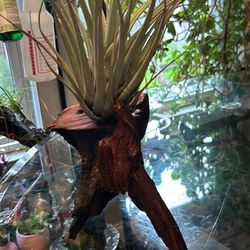 Tillandsia Air Plant With Oak Root Stand