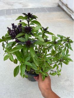 九层塔Thai basil 🌿 1 gallon plant