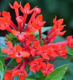 Red Fire Spike Plants