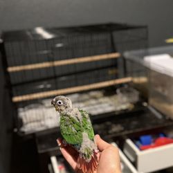 Bird Cage For Travel Or Small Bird 