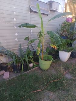 Banana Tree
