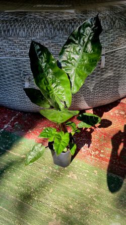 Alocasia Wentii 2' 7" tall