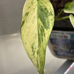 Two Indoor Plants $15