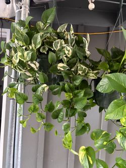 Plantas