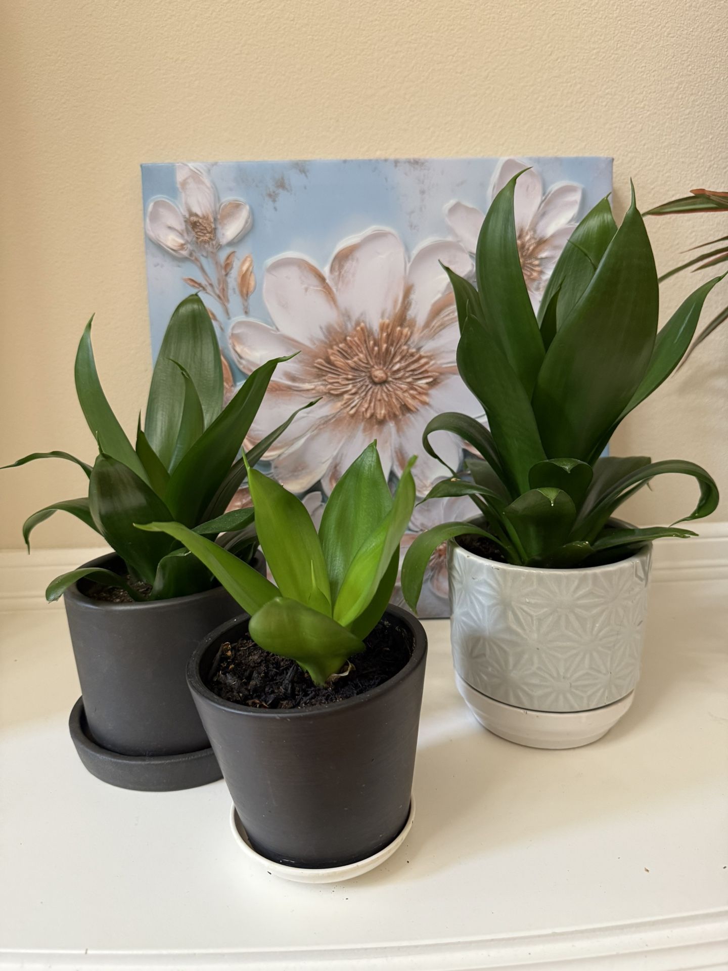 Live Healthy Dracaena Fragrans Compacta Plants In Ceramic Pots