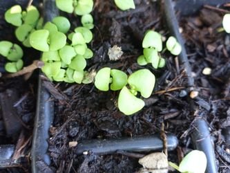 Basil seedlings $1